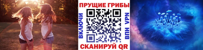 где можно купить наркотик  Новый Оскол  Псилоцибиновые грибы Cubensis 